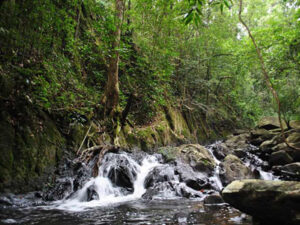 sinharaja-rain-forest-haya-lanka-sri-lanka
