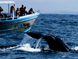 whale-watching-in-sri-lanka-hayalanka