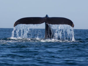 whale-watching-in-srilanka-haya-lanka